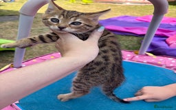 Bengal cats for sale: Beautiful litter of spotted Bengal kittens - Ready - Image 35