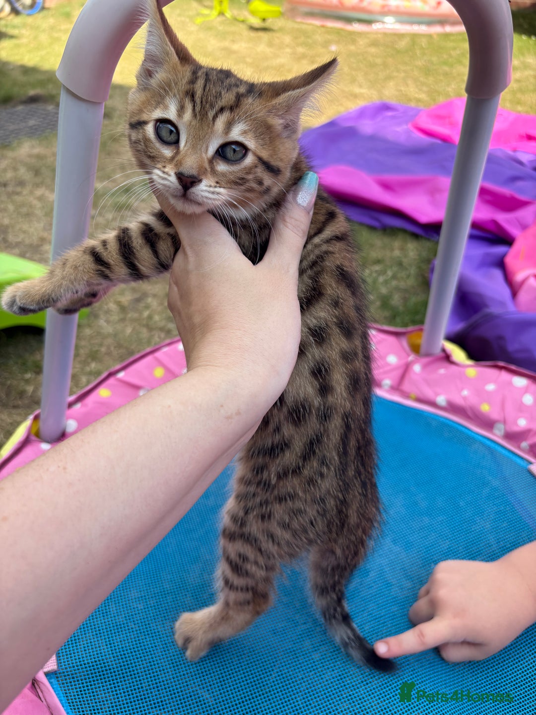 Bengal cats for sale: Beautiful litter of spotted Bengal kittens - Ready - Image 35