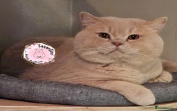 British Shorthair cats for sale: GCCF BRITISH SHORTHAIR/LONGHAIR KITTENS  in London - Image 5