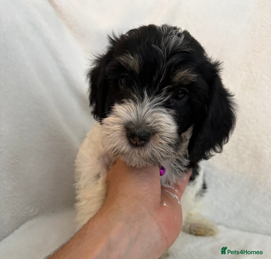 Cockapoo dogs for sale: Adorable Cockapoo puppies 🤍 - Image 4