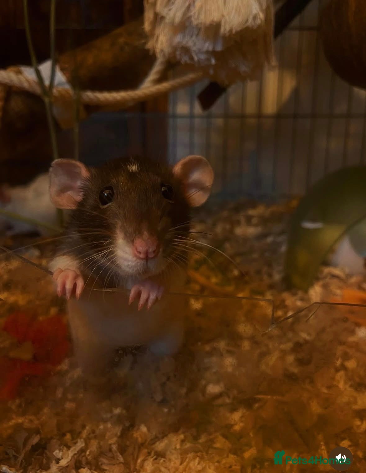 Rat rodents 3 rats & cage for sale - Advert 1