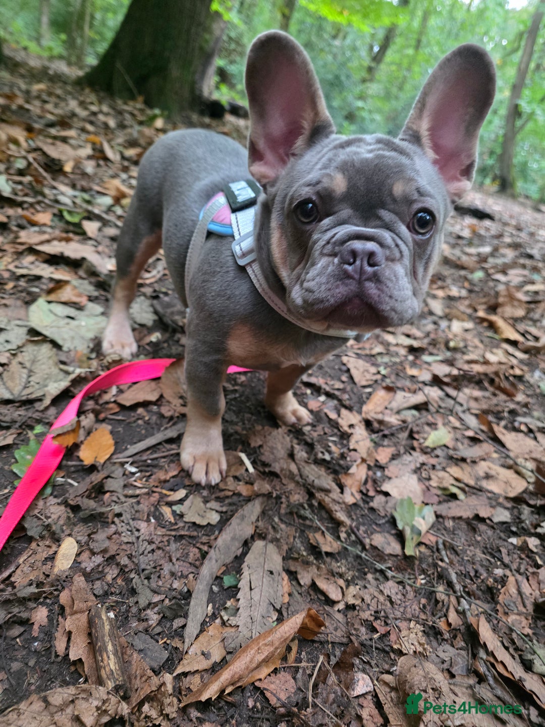 French Bulldog dogs for sale: 5 month old frenchie - Image 2