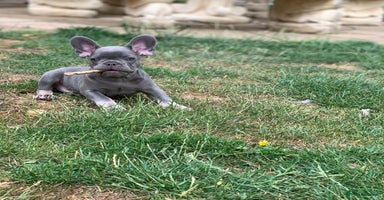 French Bulldog dogs in Spalding - Advert 2