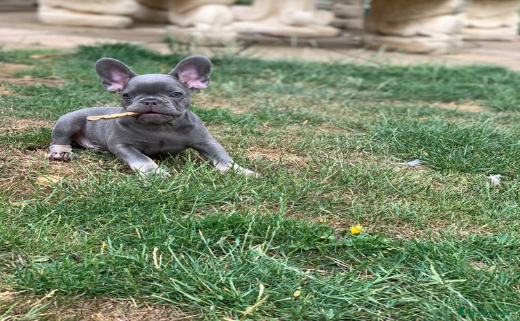 French Bulldog dogs in Spalding - Advert 3