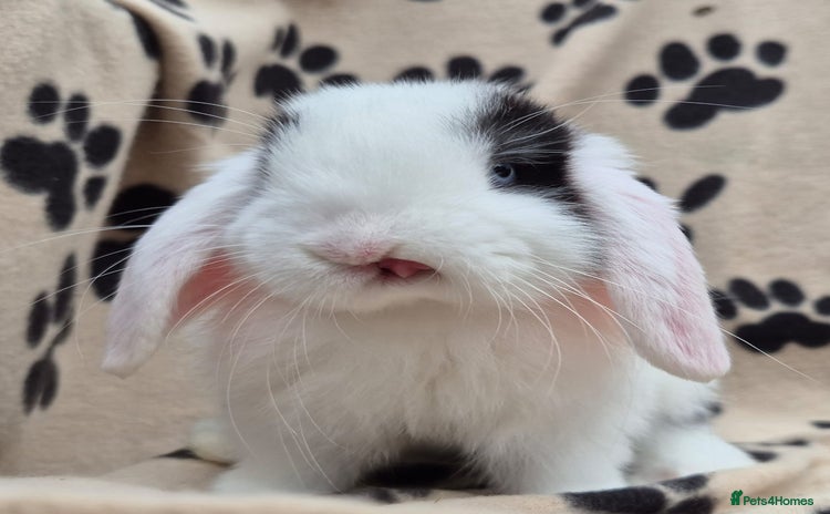 Mini Lop rabbits - Advert 1