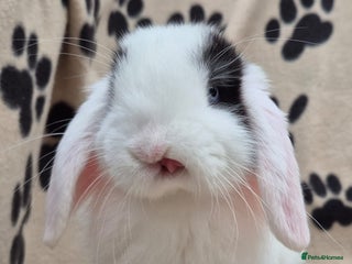 Mini Lop rabbits - Advert 28