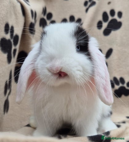 Mini Lop rabbits - Advert 5