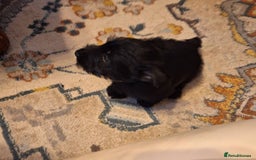 Scottish Terrier dogs for sale: ABSOLUTE CUTENESS Scottish Terrier!! - Image 2