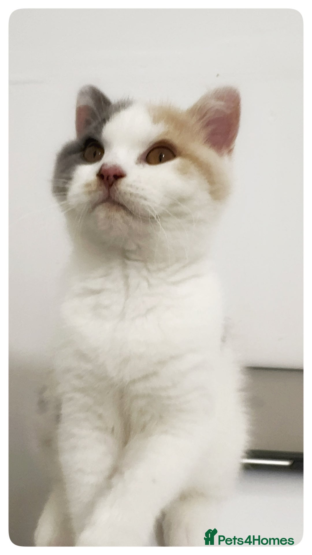 British Shorthair cats for sale: Dulce - GCCF registered BSH female kitten.  - Advert 4