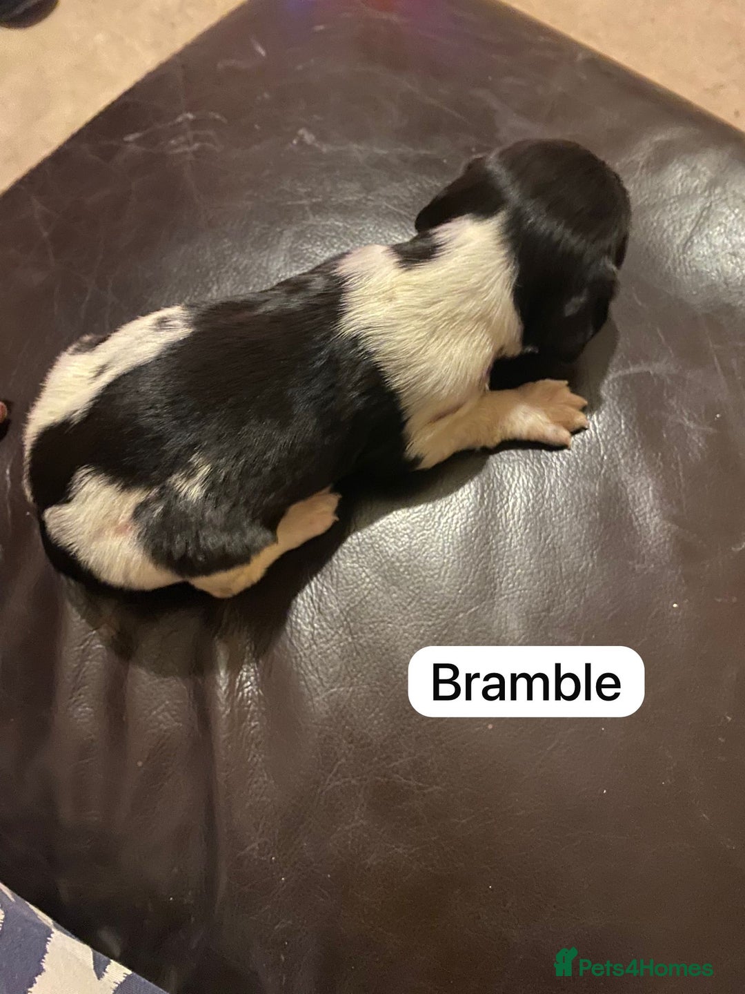 English Springer Spaniel dogs for sale: 6 Kc registered English springer spaniel pups  - Advert 12