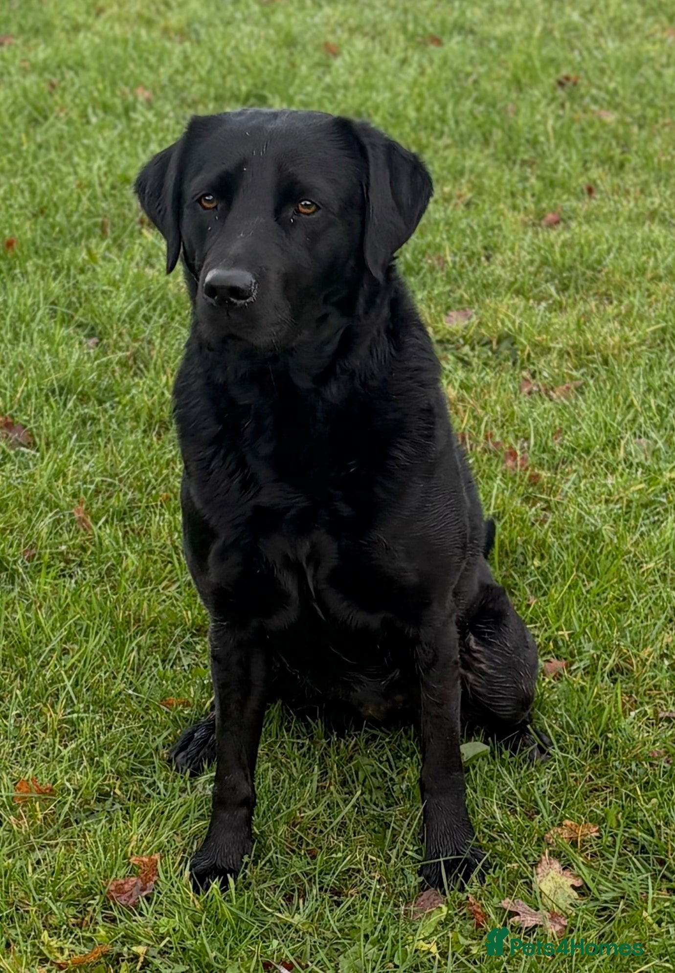 Labrador Retriever dogs 8 Black Labrador Puppies, superb pedigree - Advert 2
