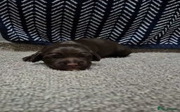 Cocker Spaniel dogs for sale: Working Cocker Spaniel Puppies  - Image 9