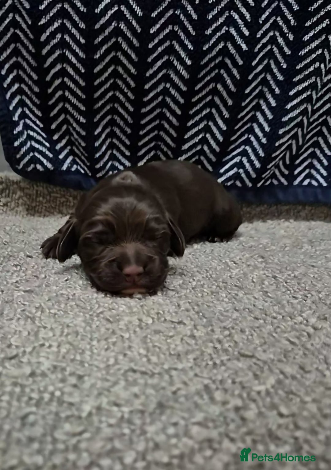 Cocker Spaniel dogs for sale: Working Cocker Spaniel Puppies  - Image 9