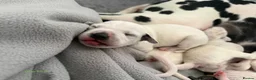 Dalmatian dogs for sale: KC Registered Dalmatian Pups Available to Reserve - Advert 29