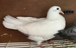 Pigeons birds for sale: Fantail Doves - Image 1