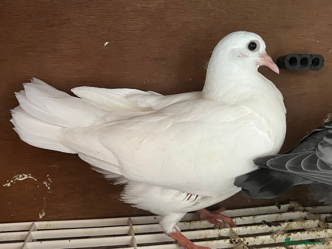 Pigeons birds for sale: Fantail Doves - Image 1