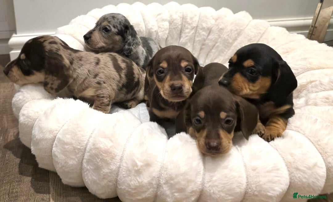 Miniature Dachshund dogs for sale: Incredible KC pups from Cream & Champion lines - Advert 7