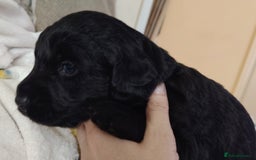 Labradoodle dogs for sale: F1 labradoodles ready 18th december - Image 9