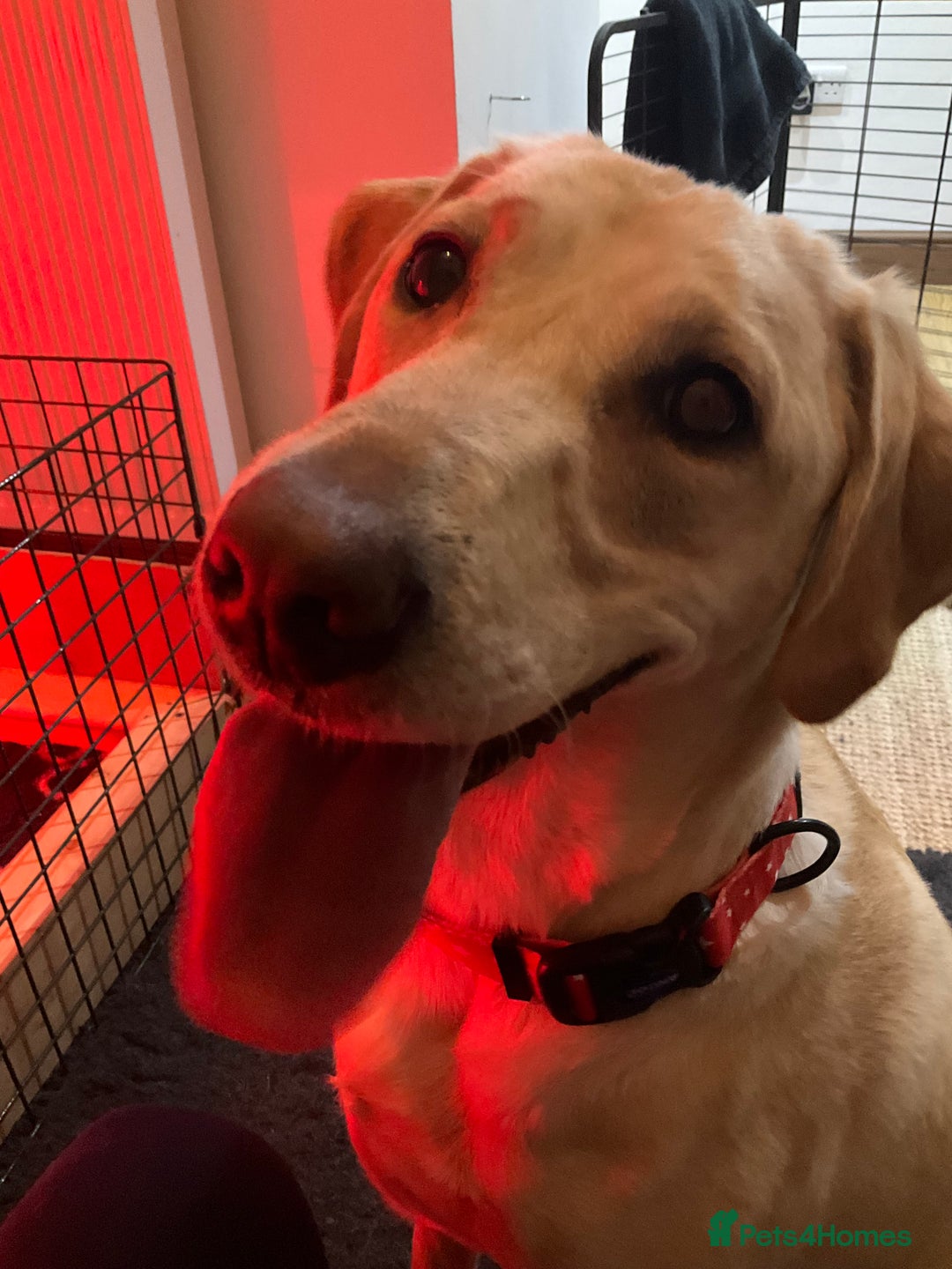 Labrador Retriever dogs for sale: KC Registered Labrador Retriever Puppies - Advert 2