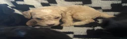 Cavapoochon dogs for sale: PRA Clear genetically DNA Tested Cavapoochons in Towcester - Advert 9
