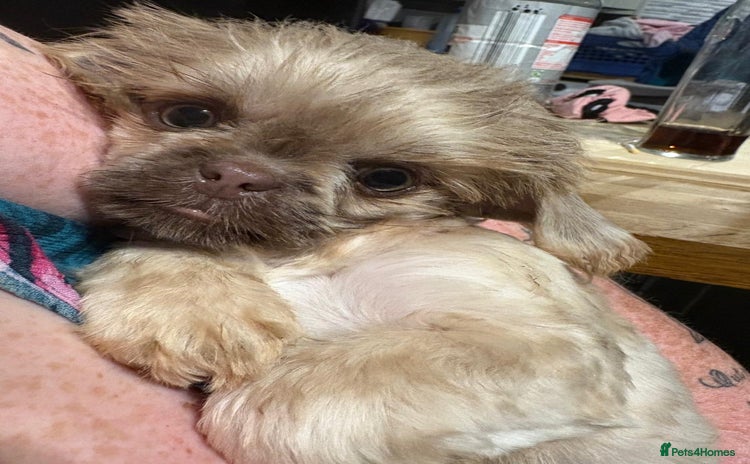 Shih Tzu dogs - Advert 2