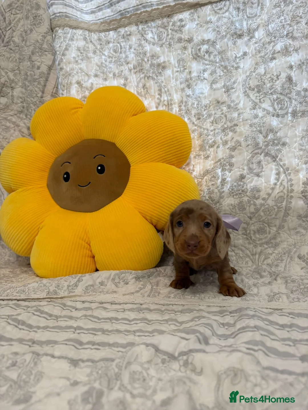 Miniature Dachshund dogs for sale: 🤩 2 stunning minutes female dachshund 🤩 - Advert 2