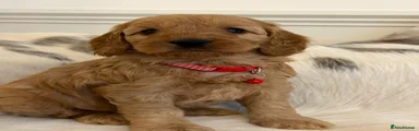 Cockapoo Puppy 3