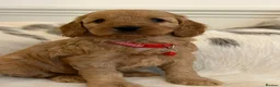 Cockapoo dogs for sale: Adorable F1 Cockapoo Puppies - Advert 7