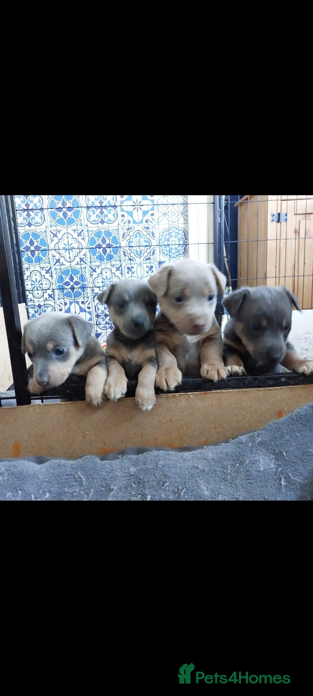 Jack Russell dogs for sale: Lilac/Blue Jack Russell puppies  in Hornchurch - Image 4