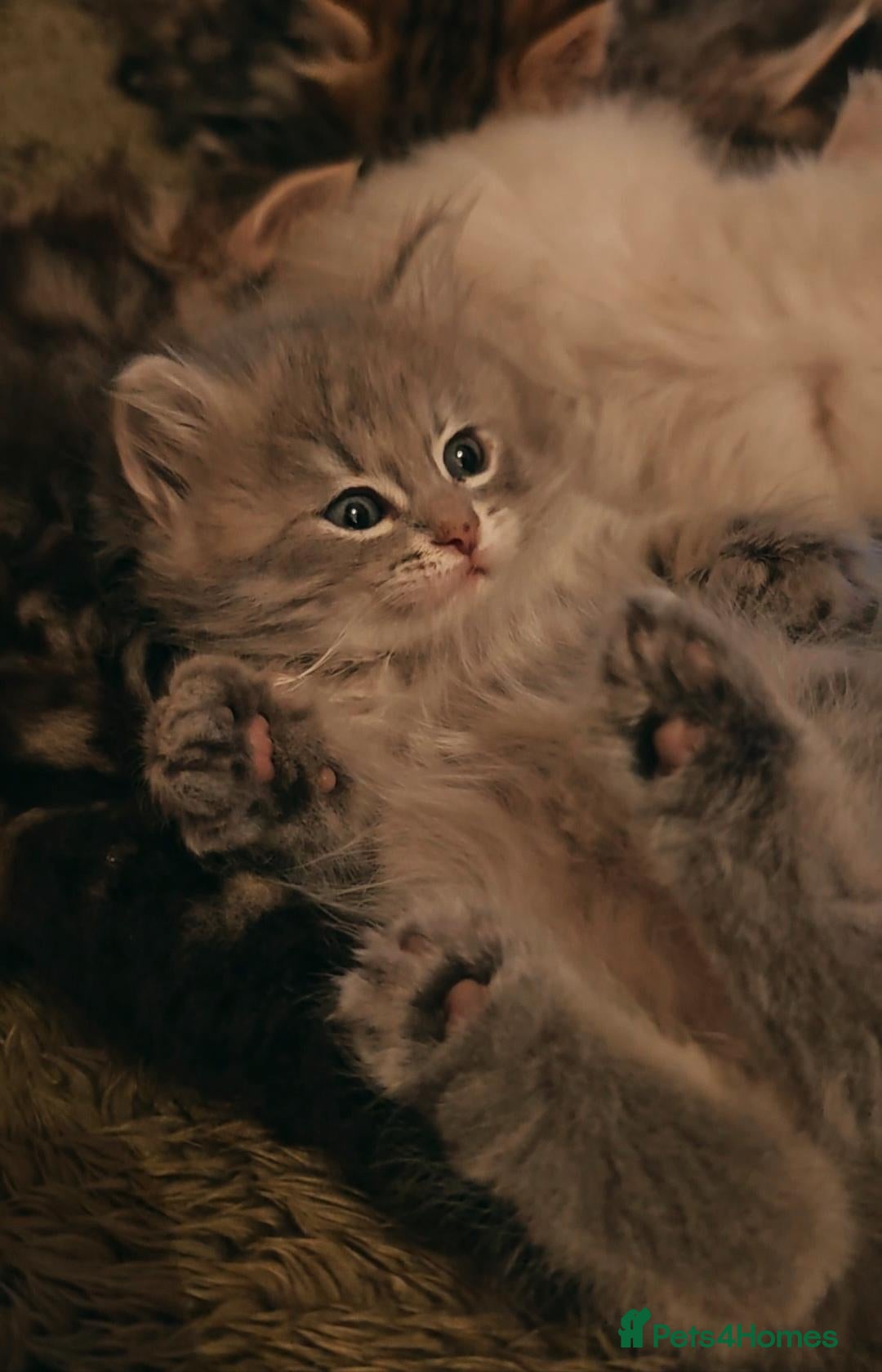 Siberian cats Pure Traditonal Siberian from GCCF parents - Advert 2
