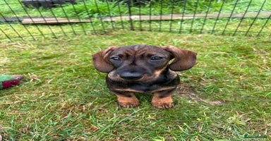 Miniature Dachshund dogs - Advert 4