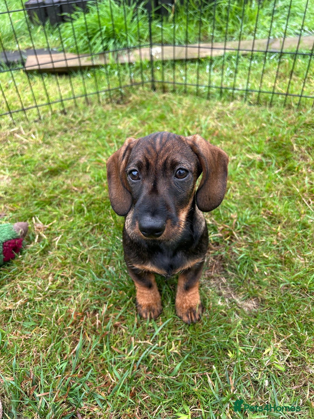 Miniature Dachshund dogs for sale: Miniature Wire Haired Dachshund Puppies - Image 3