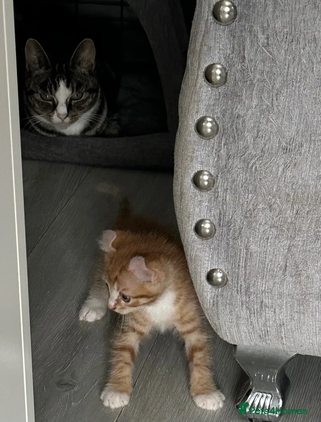 Mixed Breed cats for sale: 🐱 Stunning Sphinx X Kittens Available! 🐱  - Advert 1