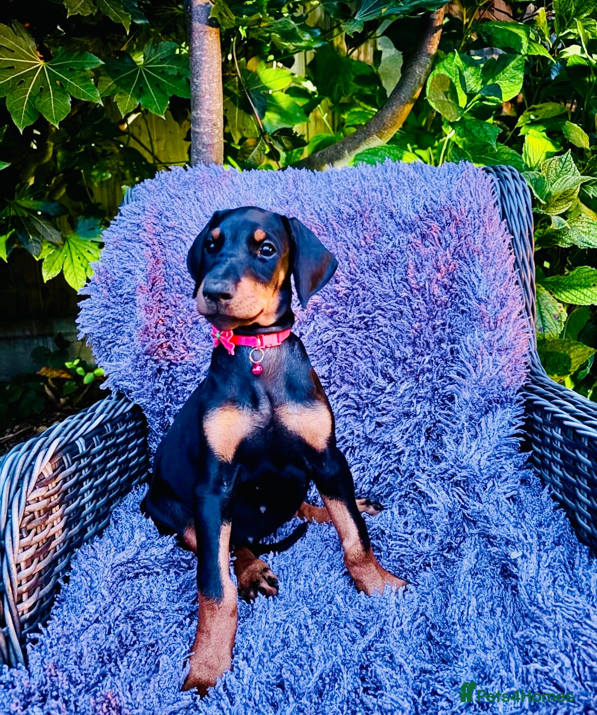 Dobermann dogs KC registered exclusive Dobermann puppies  - Advert 2