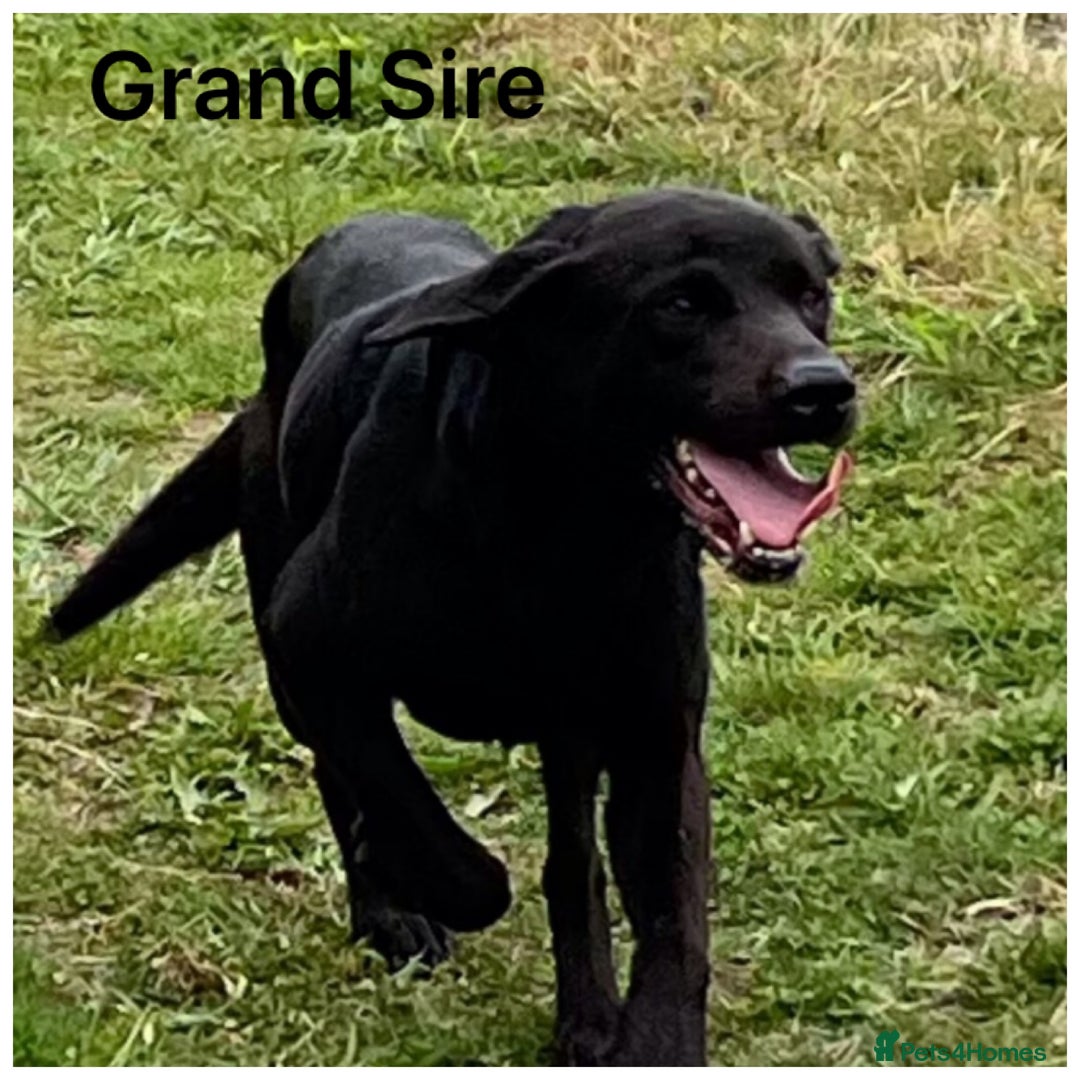 Labrador Retriever dogs for sale: Stunning KC pups,health tested parents&great lines - Advert 12