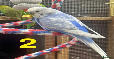 Budgerigars birds - Advert 5