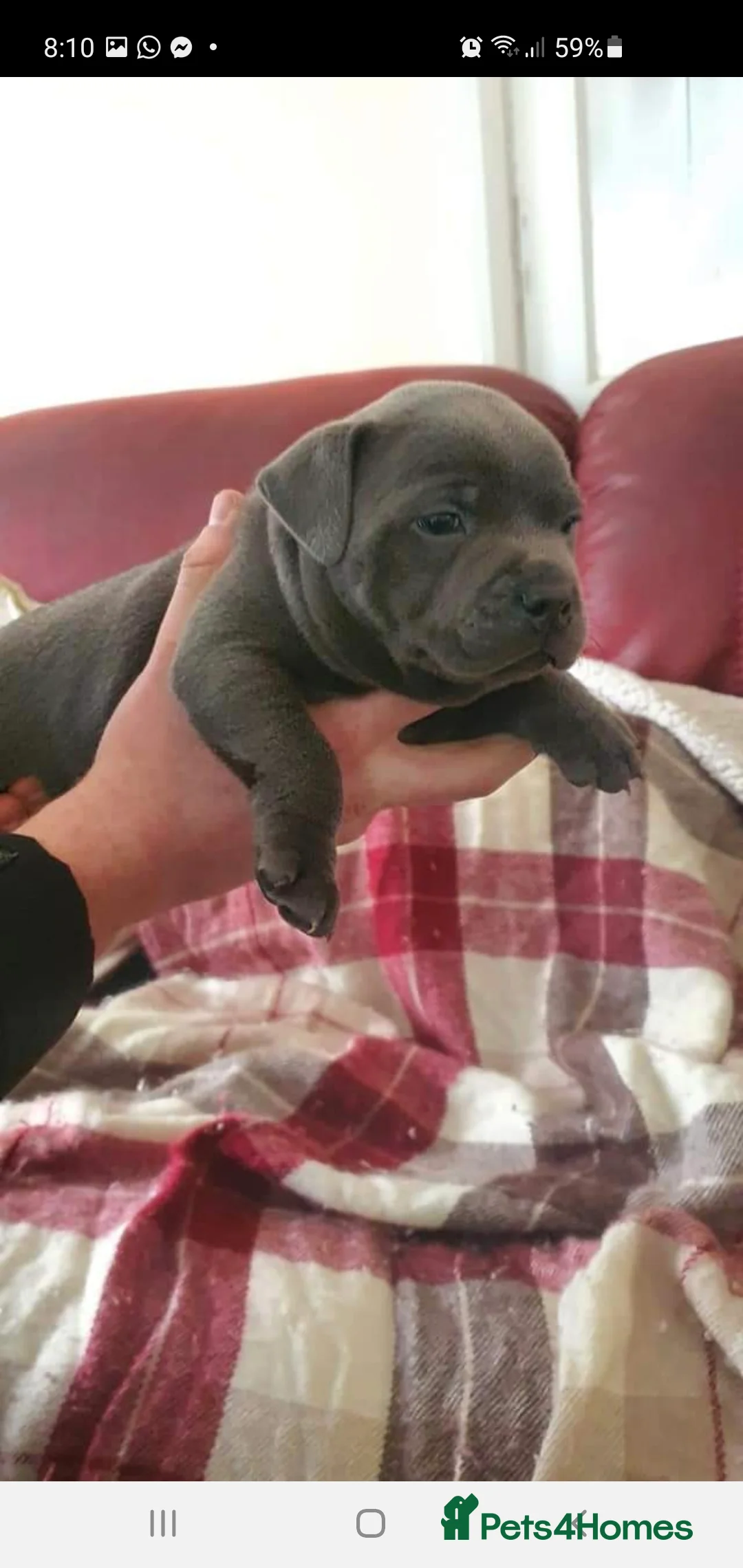 Staffordshire Bull Terrier dogs for stud: *PROVEN stud* Blue Staffordshire bull terrier in Middlesbrough - Advert 13