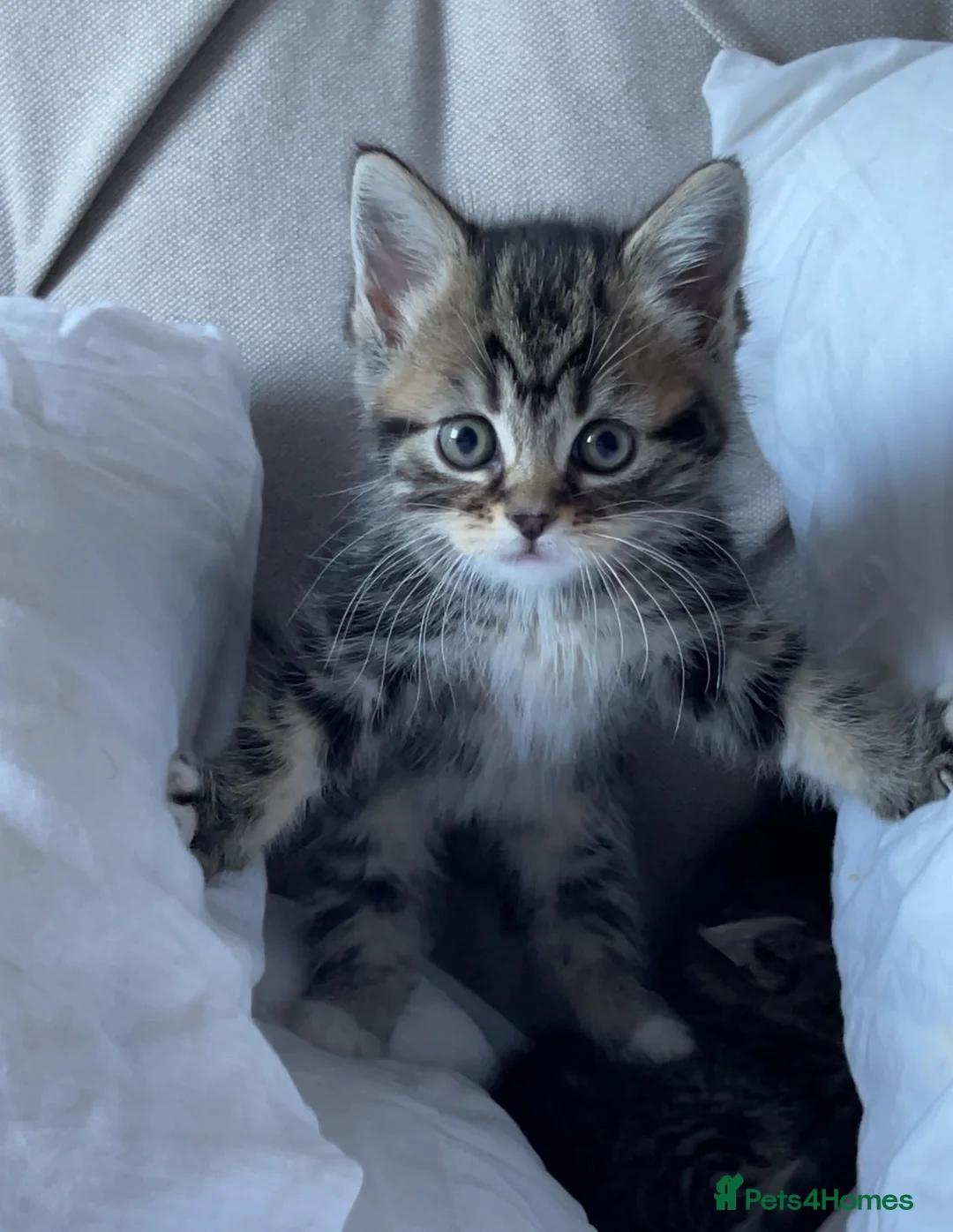 Mixed Breed cats for sale: Adorable Kittens for Sale! in Isleworth - Advert 1