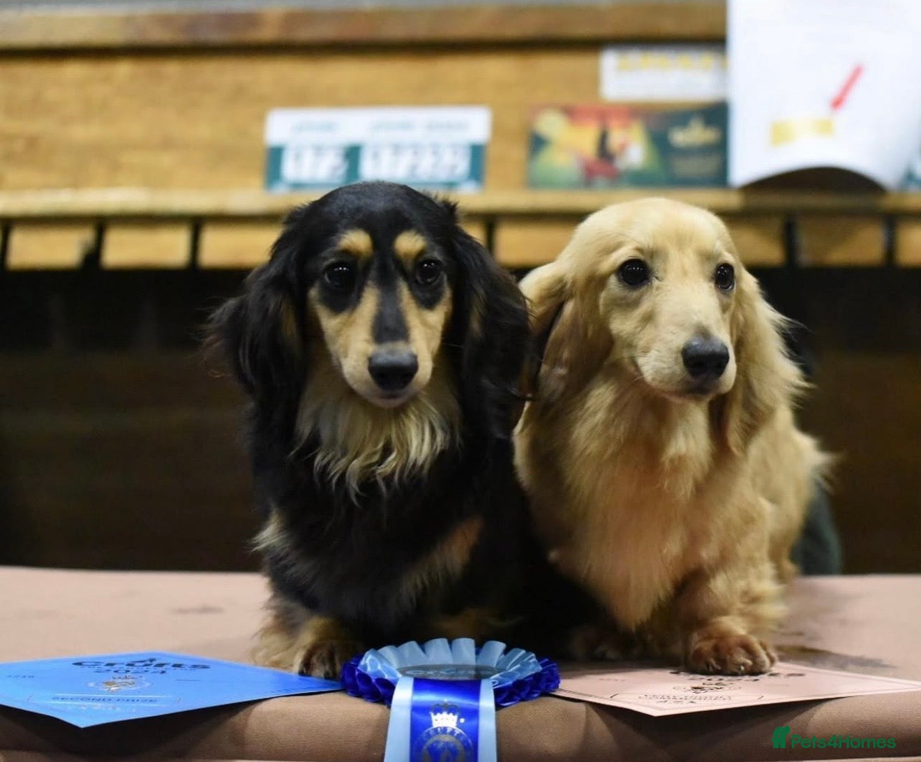 Miniature Dachshund dogs for sale: Miniature longhaired dachshunds  - Advert 23