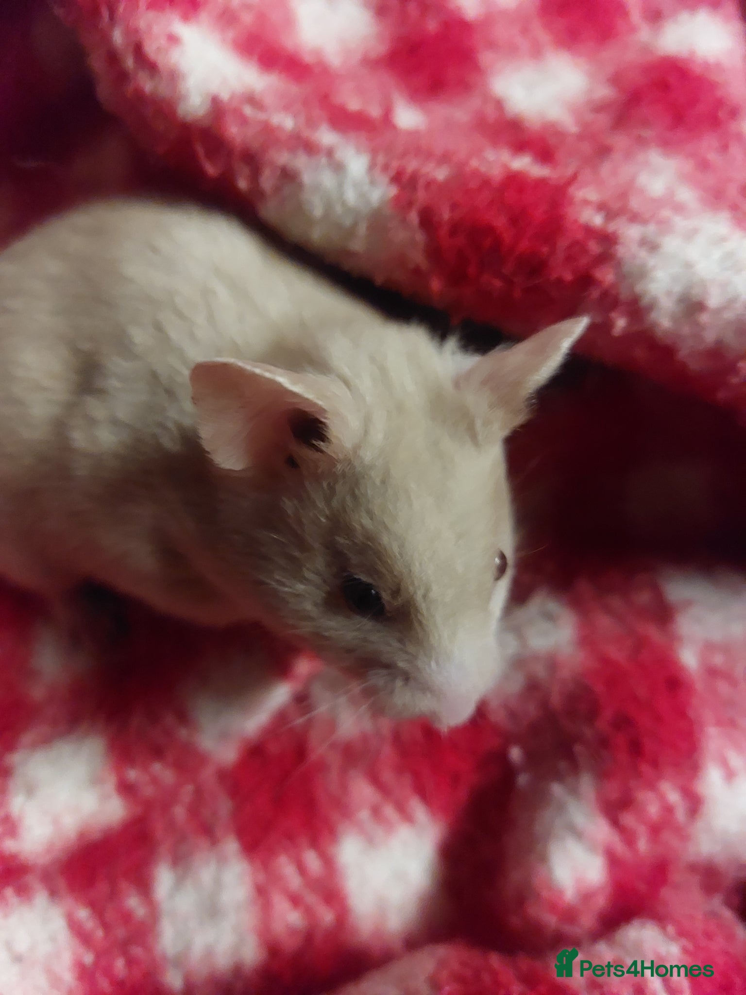 Hamster rodents for sale: pedigree lines Syrian hamsters  - Advert 1