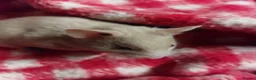 Hamster rodents for sale: pedigree lines Syrian hamsters  in Lydney - Advert 1