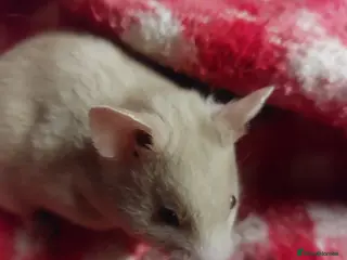 Hamster rodents for sale: pedigree lines Syrian hamsters - Advert 1