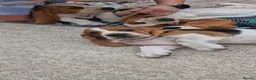 Basset Hound dogs for sale: Basset Hound pups KC registered  - Advert 6