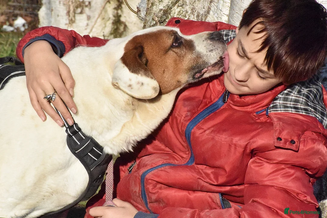 Mixed Breed dogs for adoption: Pirata - Advert 9