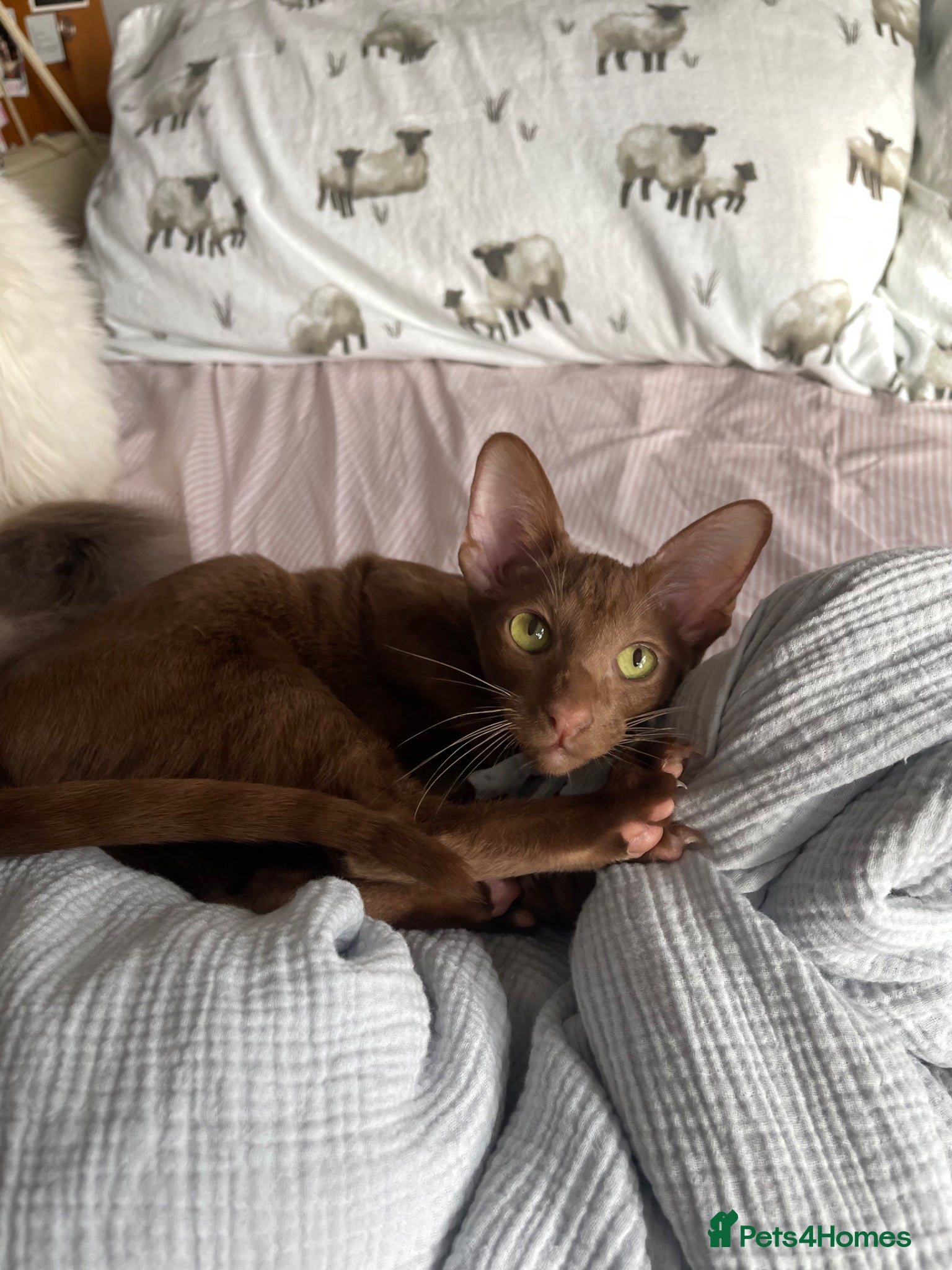 Oriental cats for sale: Oriental shorthair  - Advert 6