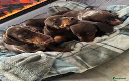 Miniature Dachshund dogs for sale: Miniature dachshund puppies - Image 2