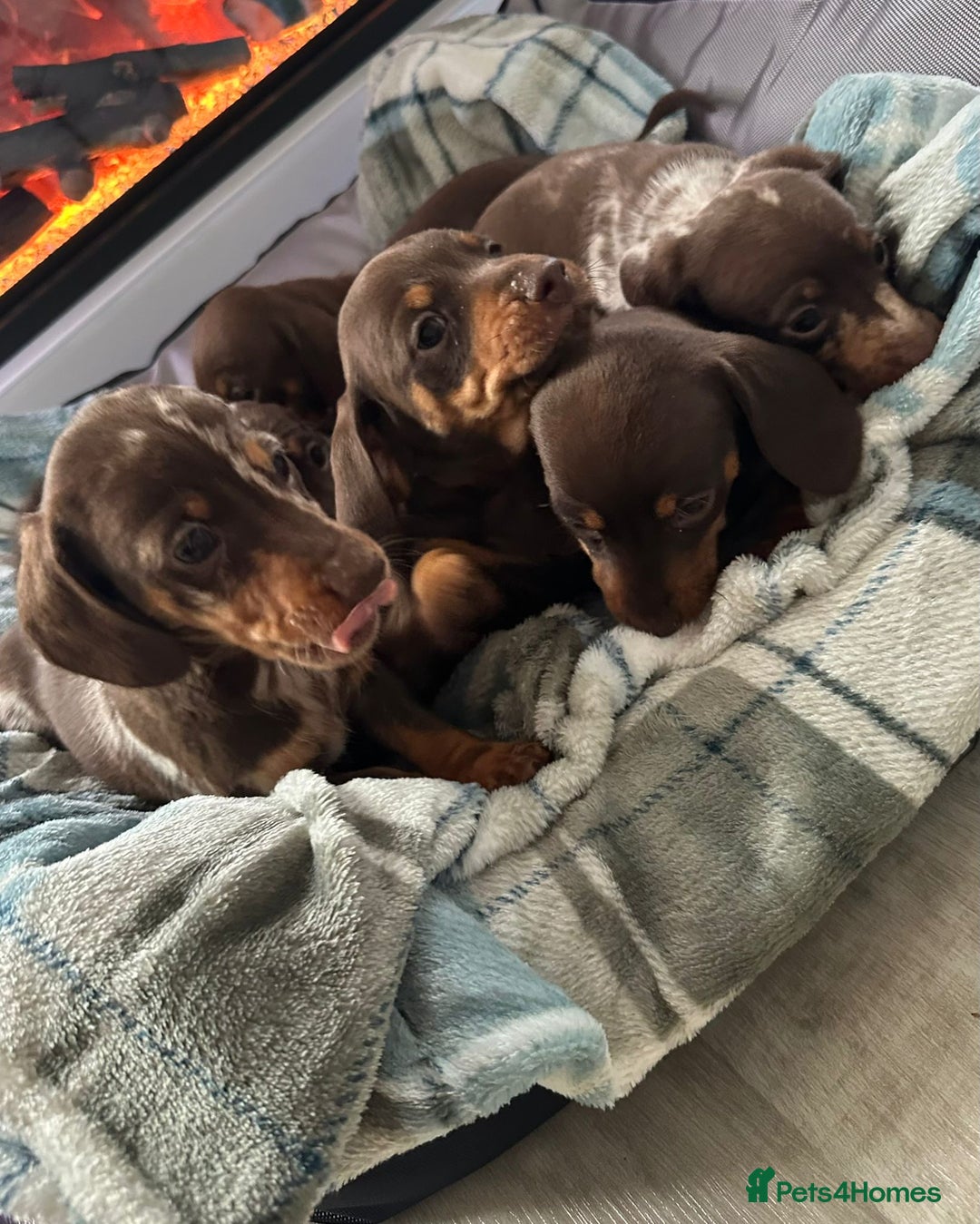 Miniature Dachshund dogs for sale: Miniature dachshund puppies - Image 2
