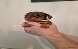 Dachshund dogs for sale: Miniature Smooth Haired Dachshund Puppies - Image 9