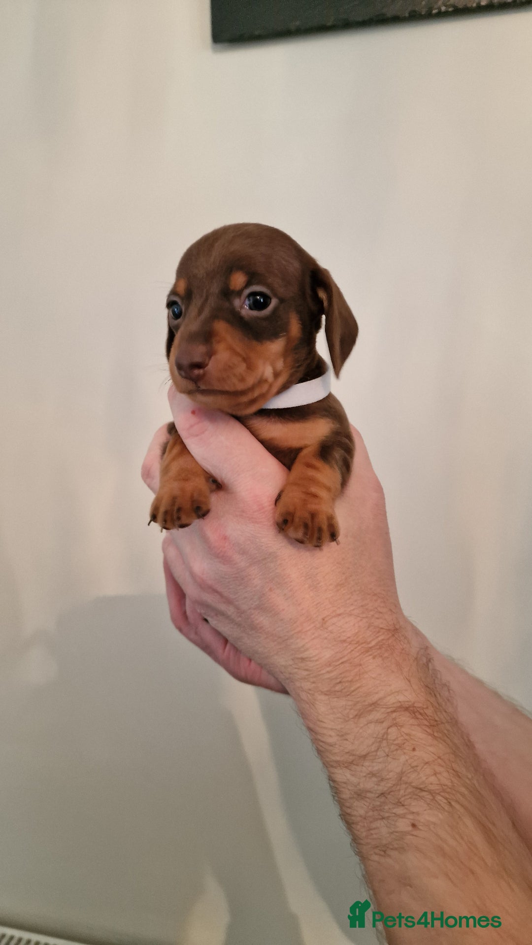 Dachshund dogs for sale: Miniature Smooth Haired Dachshund Puppies - Image 9