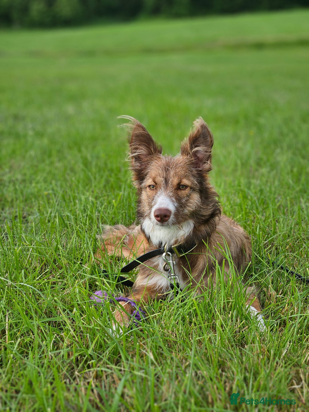 Border Collie dogs for sale: 8 Month Old Border Collie - Koa - Image 14